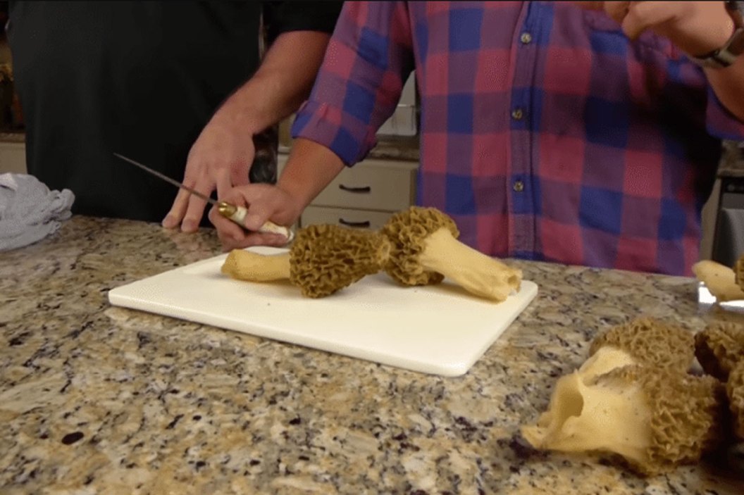 Real vs. False Morels How To Tell the Wild Mushrooms Apart