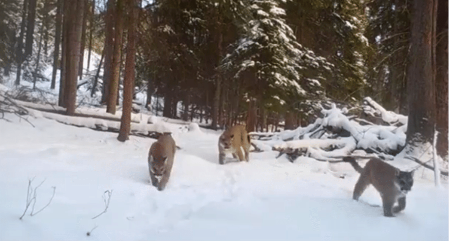 mountain lions