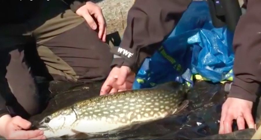 northern pike