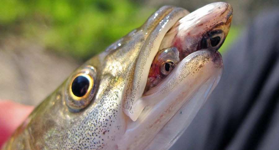 pikeminnow
