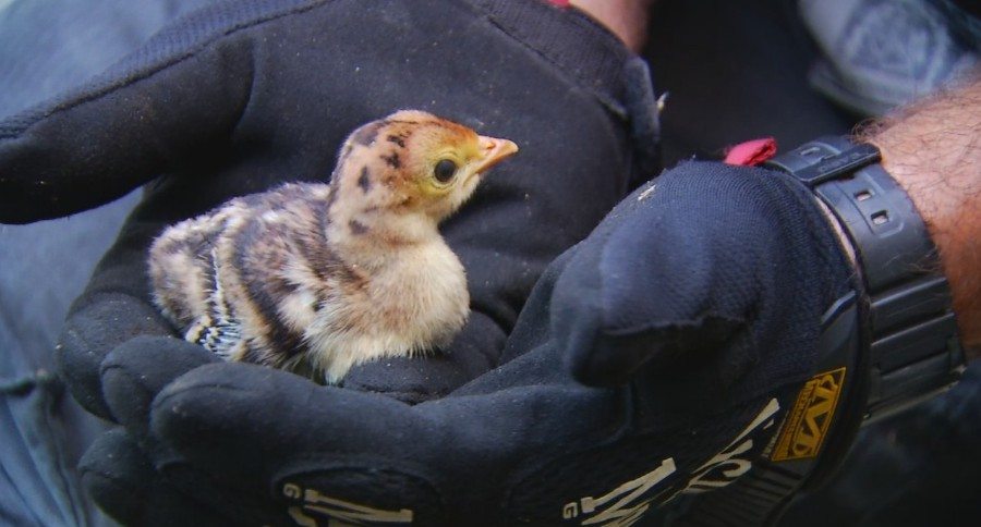 rescue turkey poults