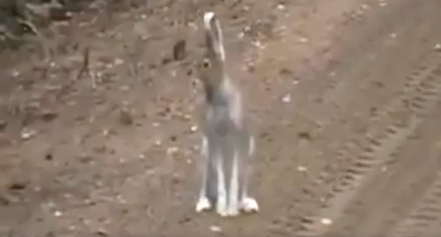 rabbit