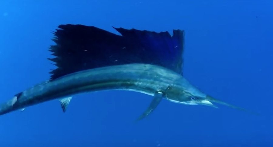 sailfish