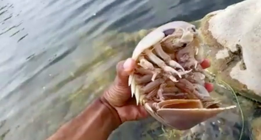 sea roach