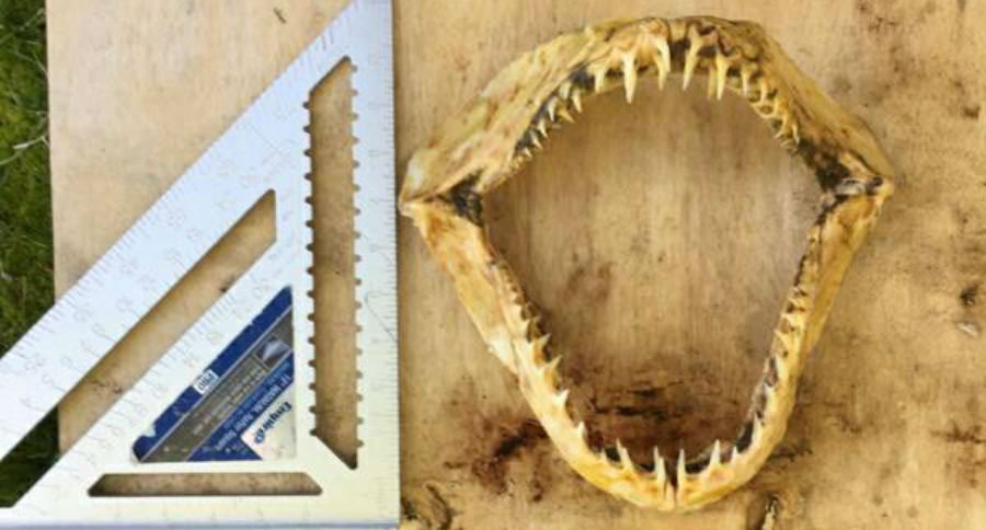 shark jawbone