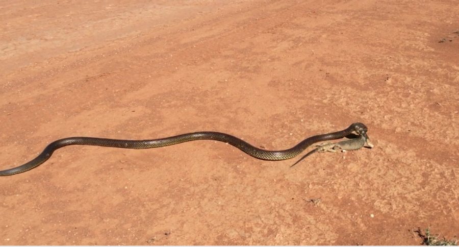snake