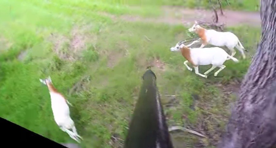 spear hunting Texas exotic game