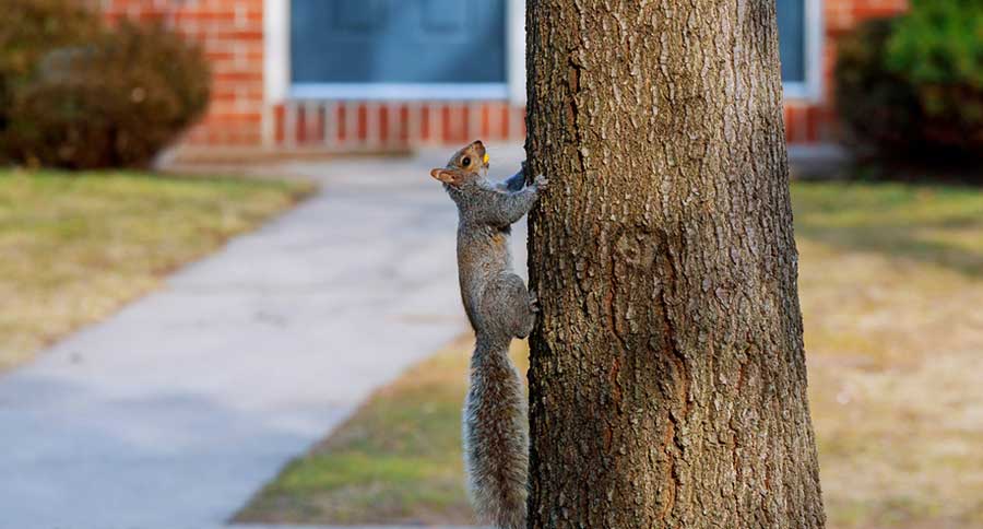 squirrel hunter