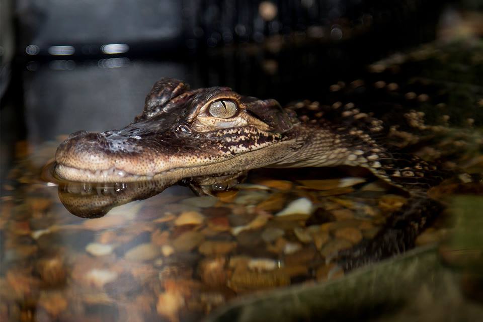 alligator