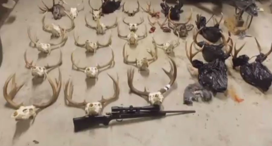 poachers