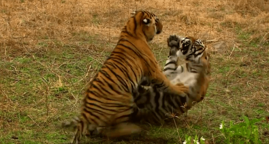 2 Tiger Sisters Fight Over Turf in Battle for Dominance - Wide Open Spaces