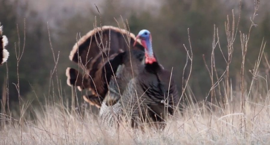 turkey