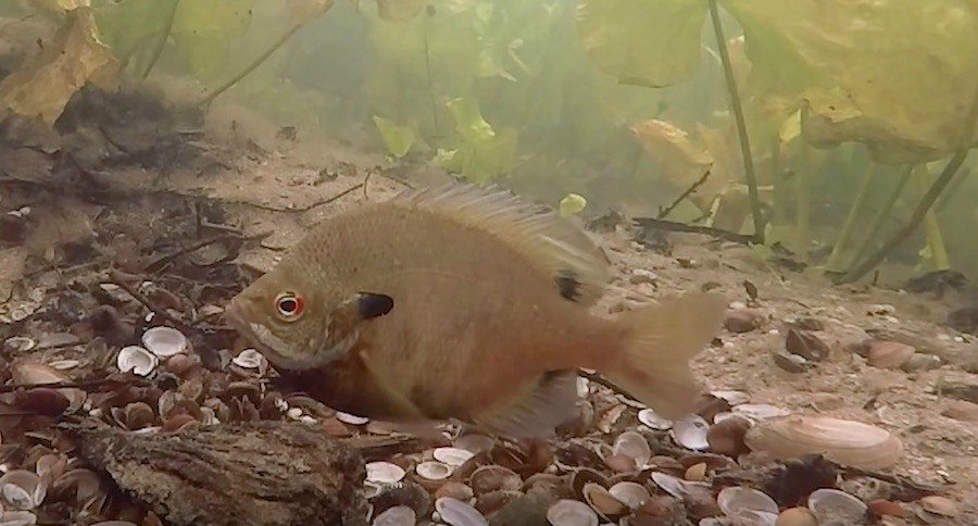 underwater