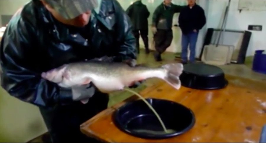 walleye