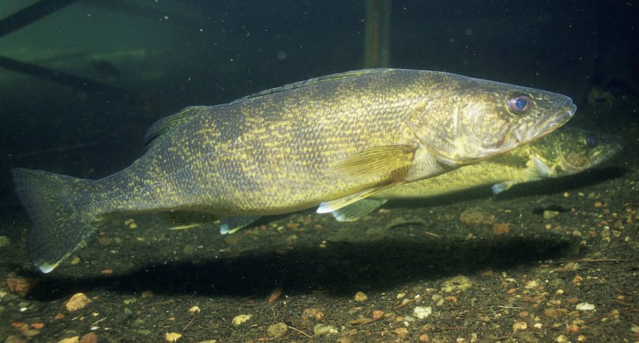 walleye