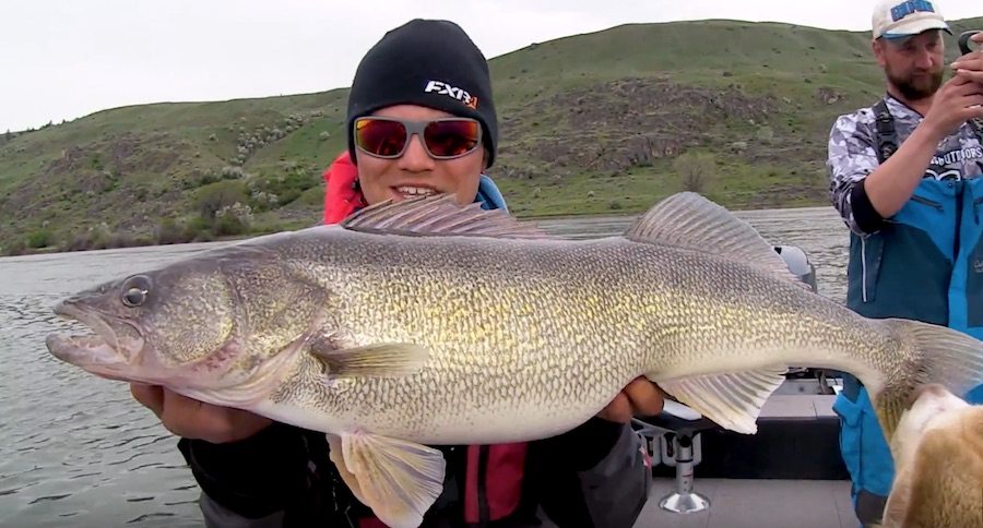walleye