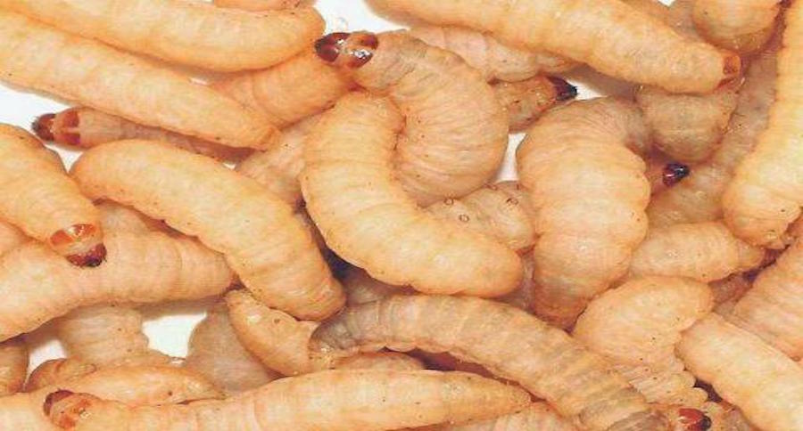 wax worm