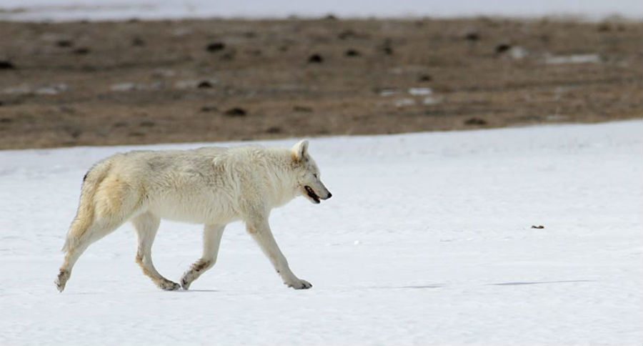 white wolf