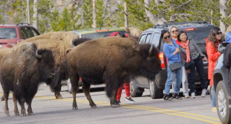 yellowstone