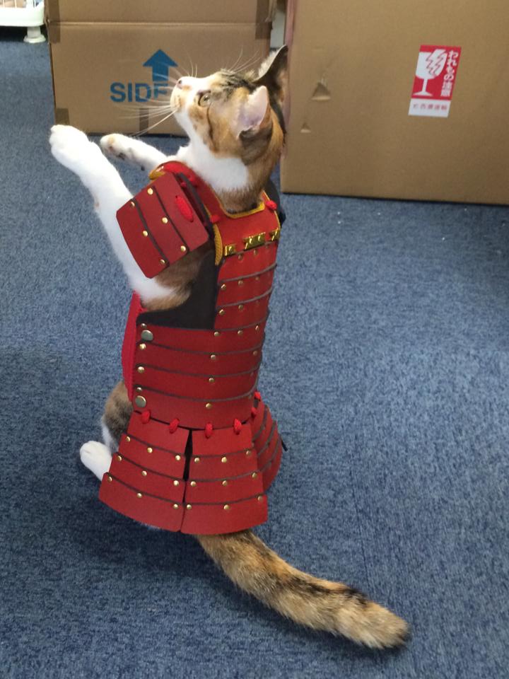 samurai cat