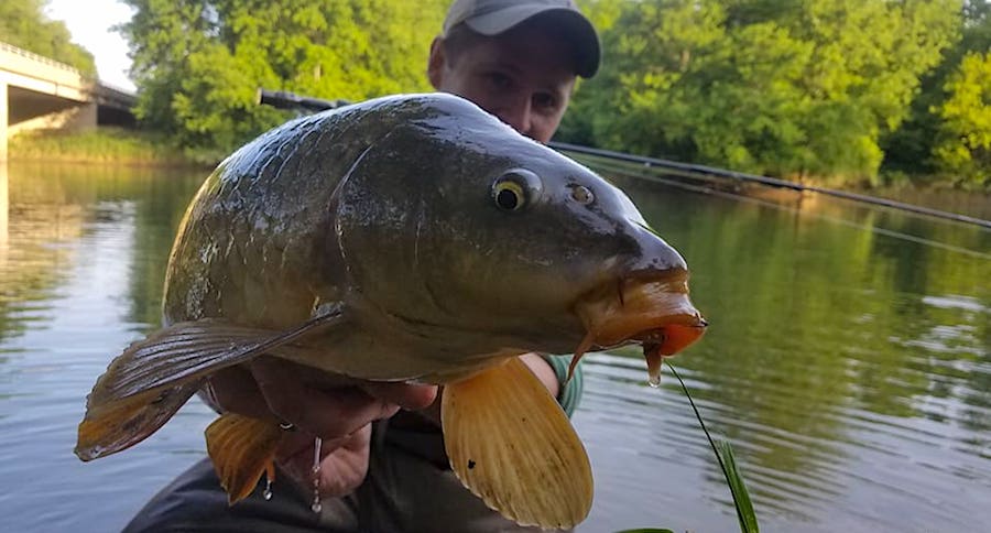 fly fishing for carp