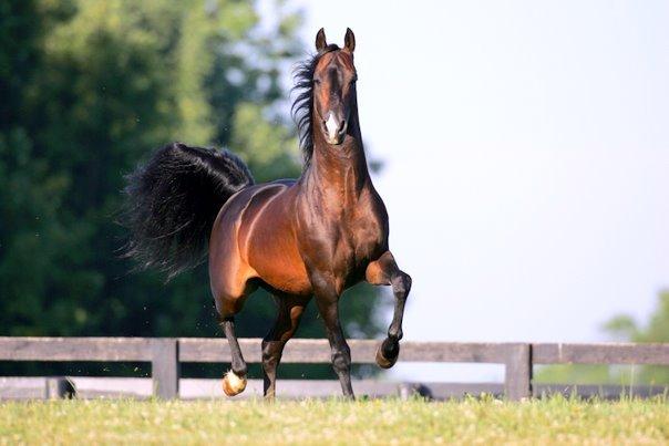 Morgan horse