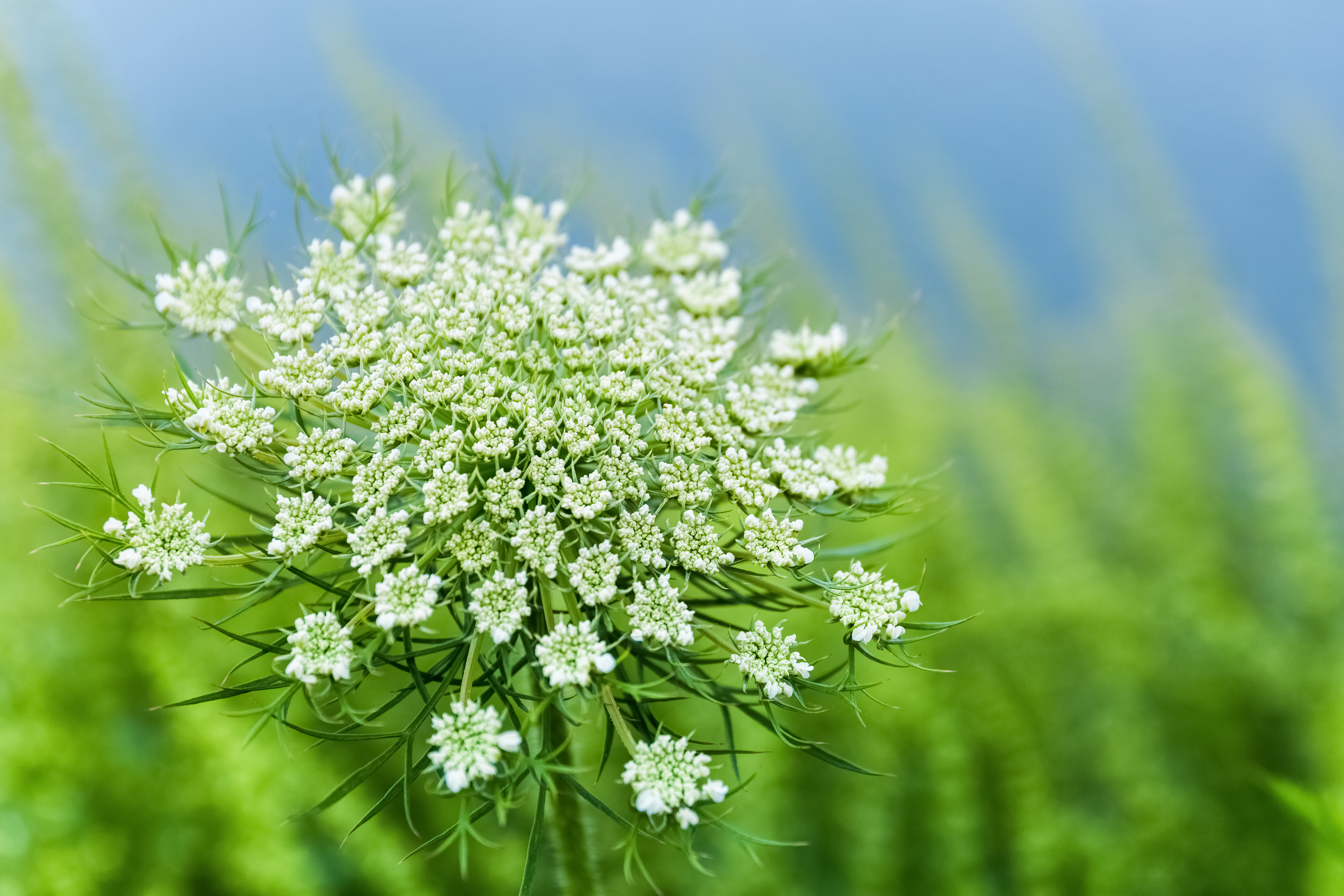 Wild Carrot Flower 