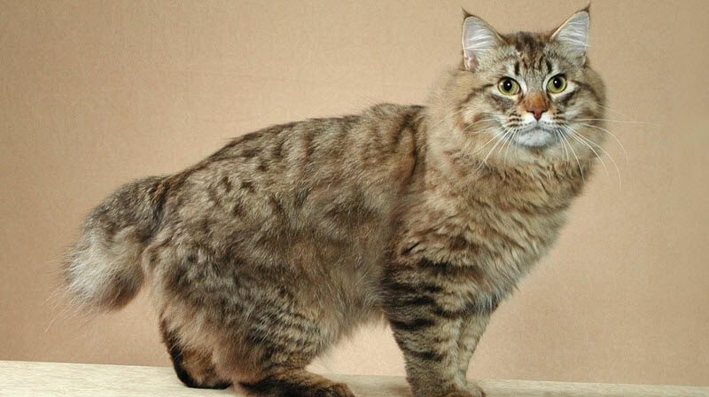 American Bobtail cat