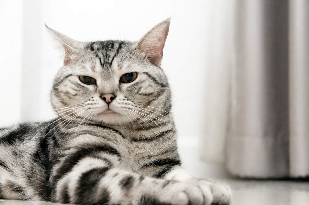 American Shorthair cat