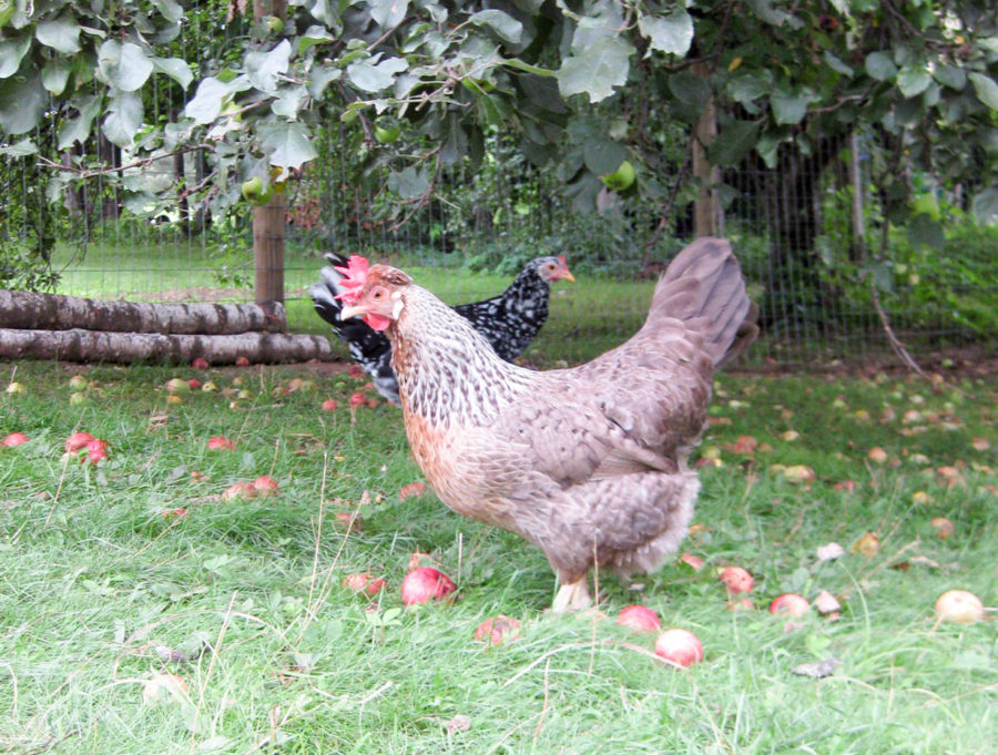 cream legbar hen