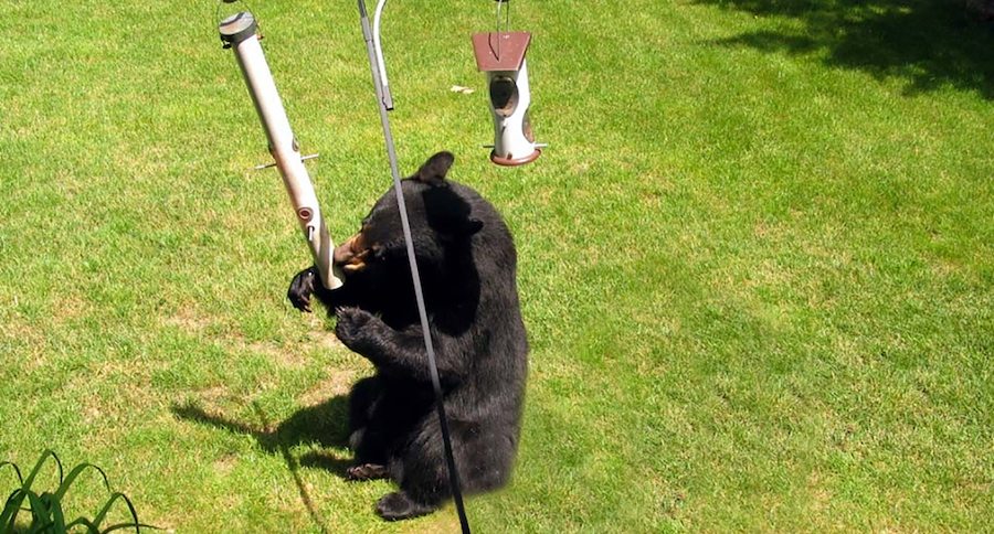 black bears