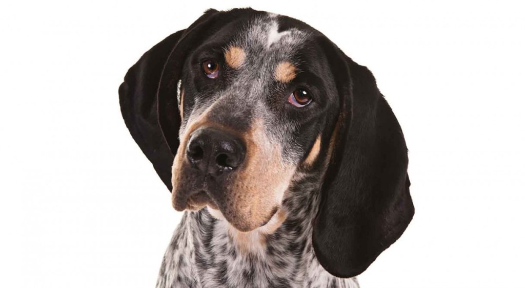 Bluetick Coonhound