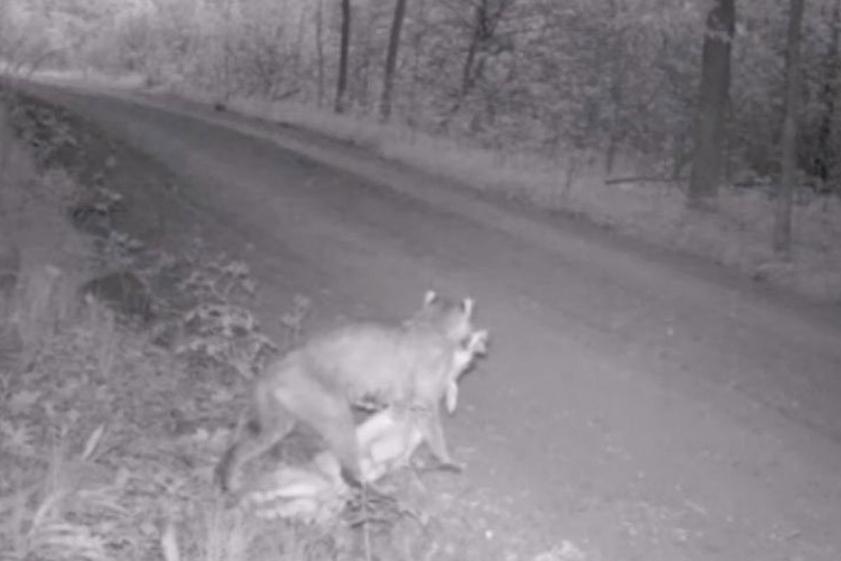 bobcat