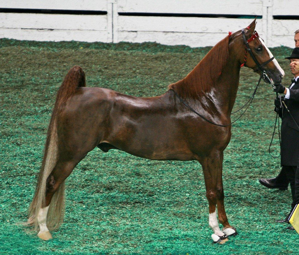 American Saddlebred CH Breaking News