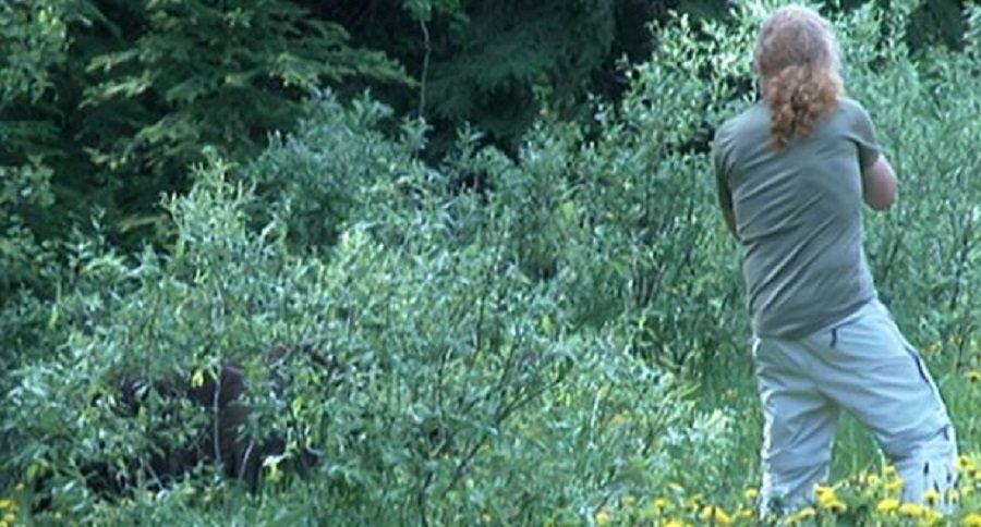 grizzly bear