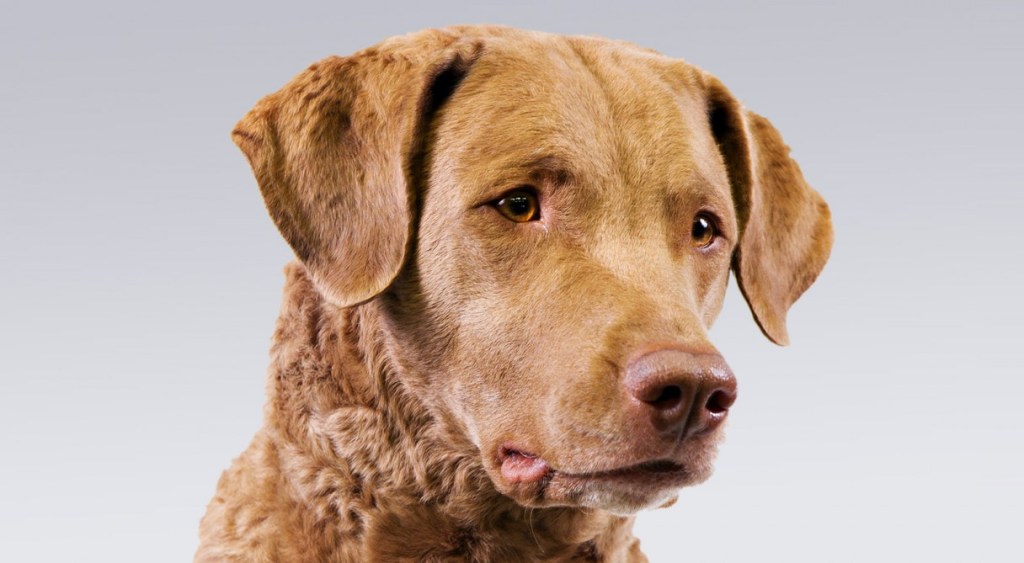 Chesapeake Bay Retriever