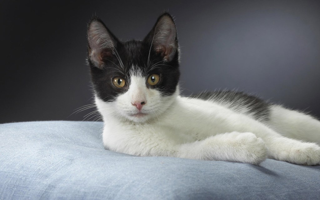 American Wirehair cat