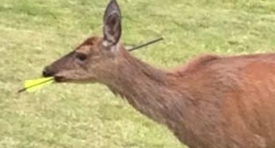 deer shot in head
