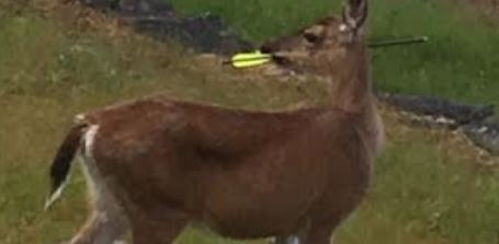 deer shot in head