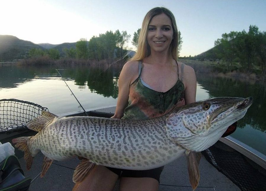 tiger muskie