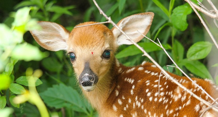 fawn