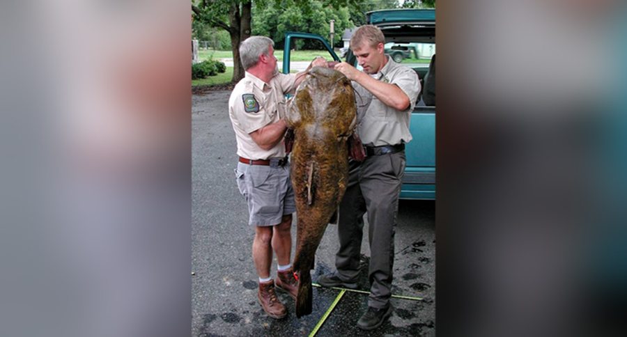 Monster 103-Pound Flathead is Not a Record Because of the Way it