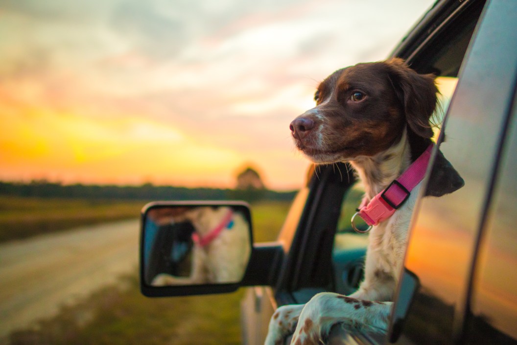 Dog hanging out the window at sunset.