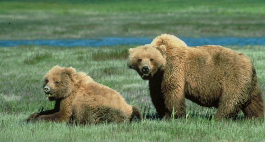 two grizzlies