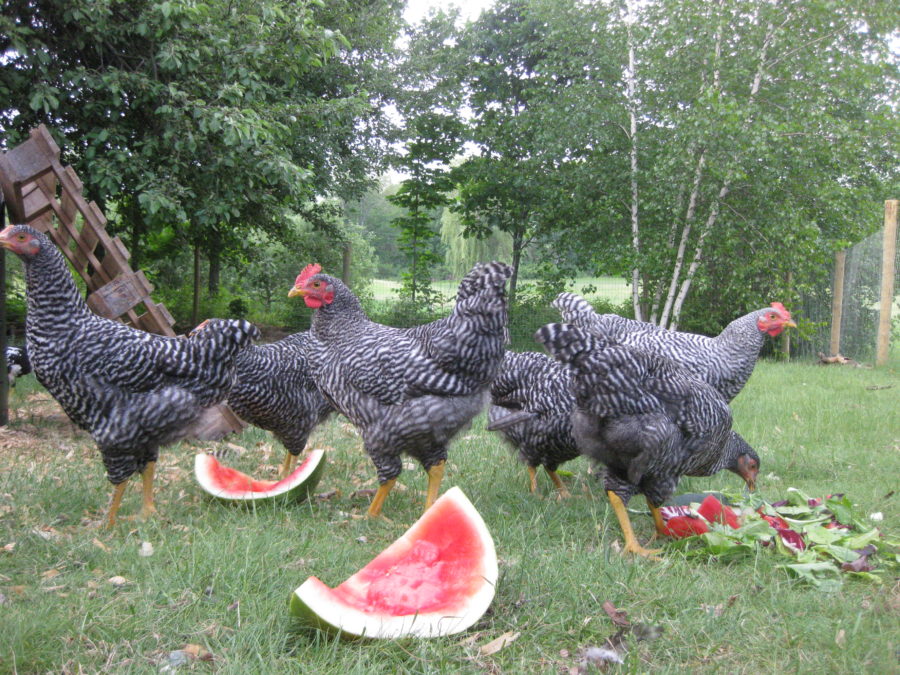Chickens With Watermelon