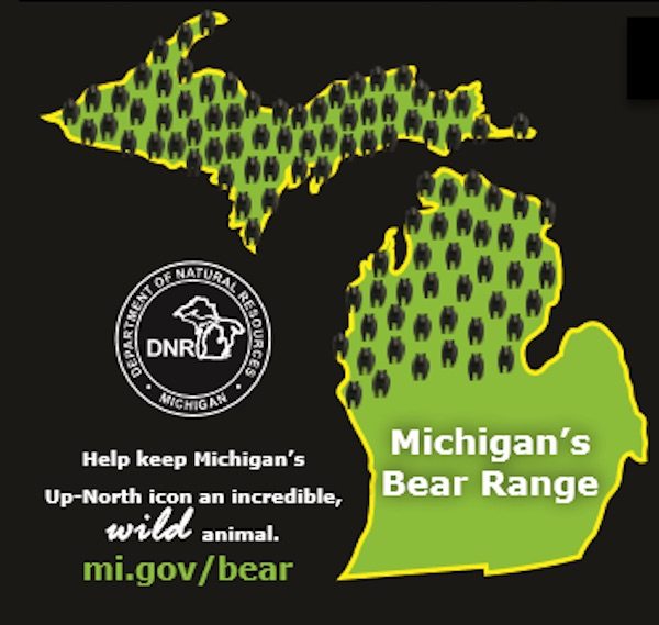 black bears