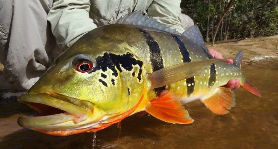 Peacock Bass