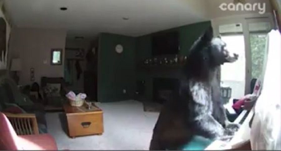 piano bear
