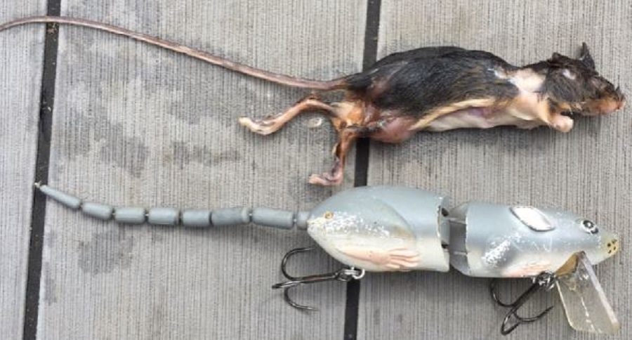 rat lures