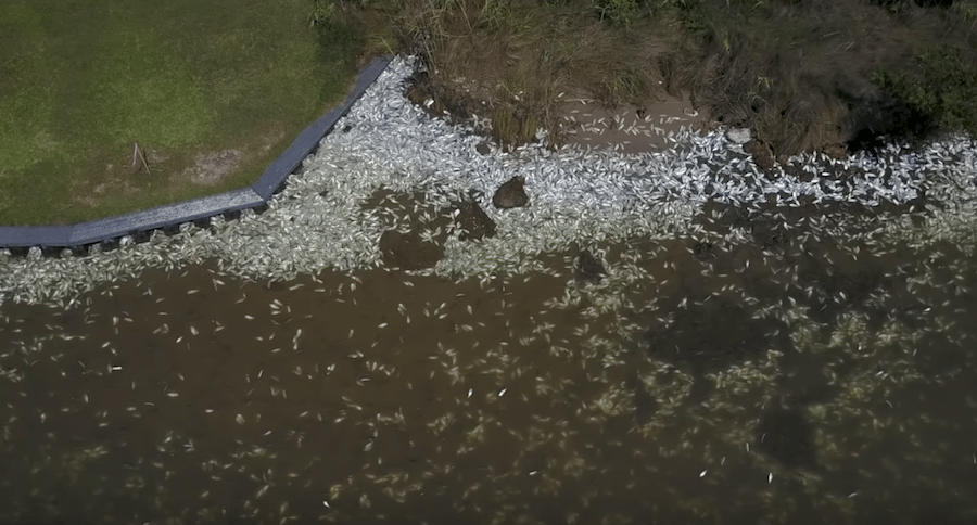 Texas fish kill